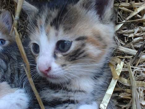 Huskat lilo billede 1