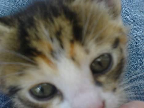 Huskat lilo billede 2