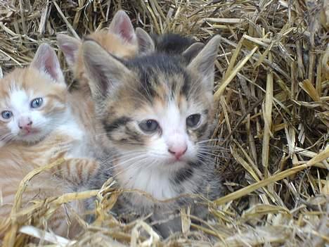 Huskat lilo billede 3