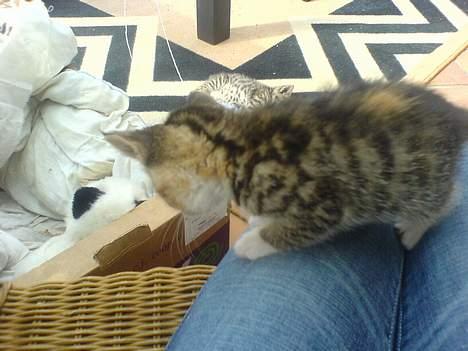 Huskat lilo billede 4