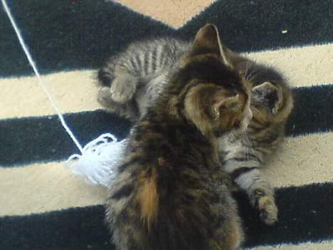 Huskat lilo billede 5