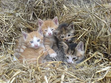 Huskat lilo billede 6