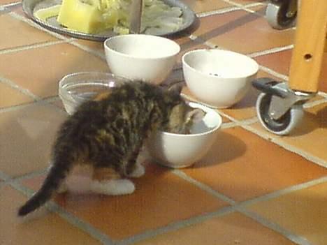 Huskat lilo billede 7