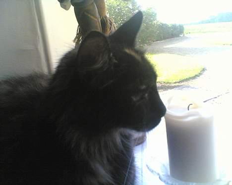 Korat musem billede 8