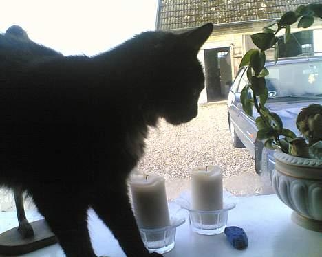 Korat musem billede 9