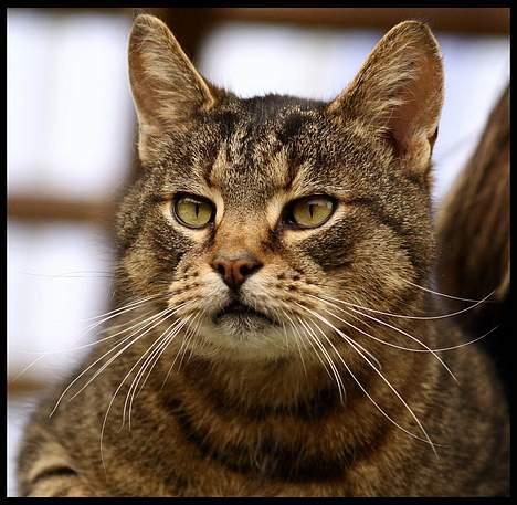 Huskat Samson billede 1