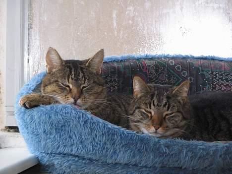 Huskat Samson billede 2