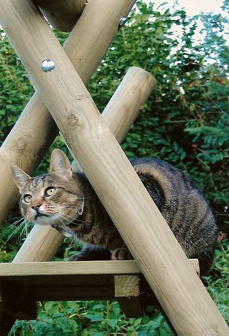 Huskat Samson billede 3