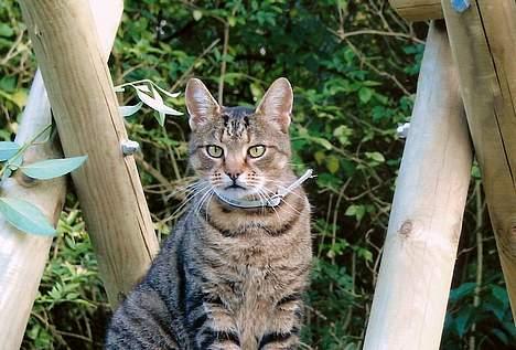 Huskat Samson billede 4