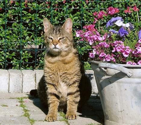 Huskat Samson billede 5