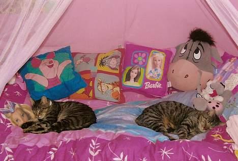 Huskat Samson - Samson og MisMads billede 6