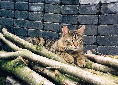 Huskat Samson billede 7