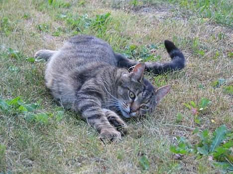 Huskat Samson billede 8