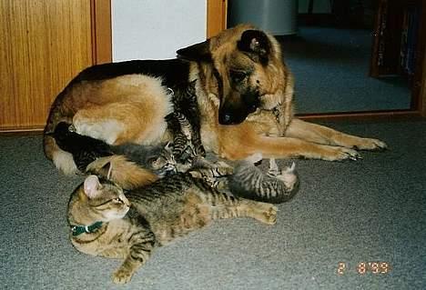 Huskat Samson - samson´s mor og vores schæffer Amanda billede 9