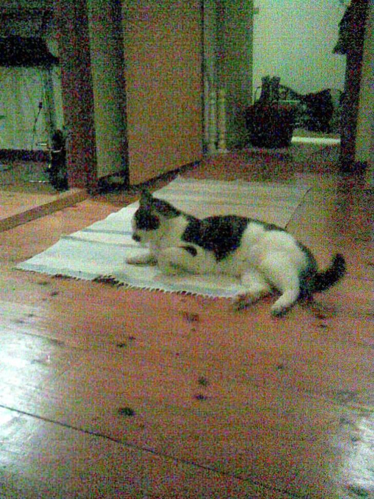 Huskat Pjevs *Bort givet* :'[ <3 - Man ligger sig altid det perekte sted . Midt på gulvet, midt i stuen ! <3 TYPISK :) billede 5