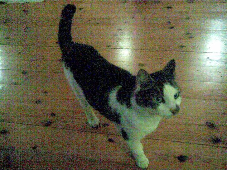 Huskat Pjevs *Bort givet* :'[ <3 - Sjov vinkel .. ? <3 billede 6