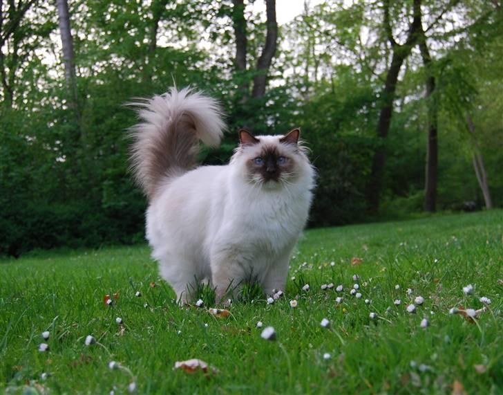 Hellig Birma Bailey's Irish Cream Song - "Hej! Og volkommen til min profil.... Jeg er jo blevet en smuk svane, kan I se...."  billede 1