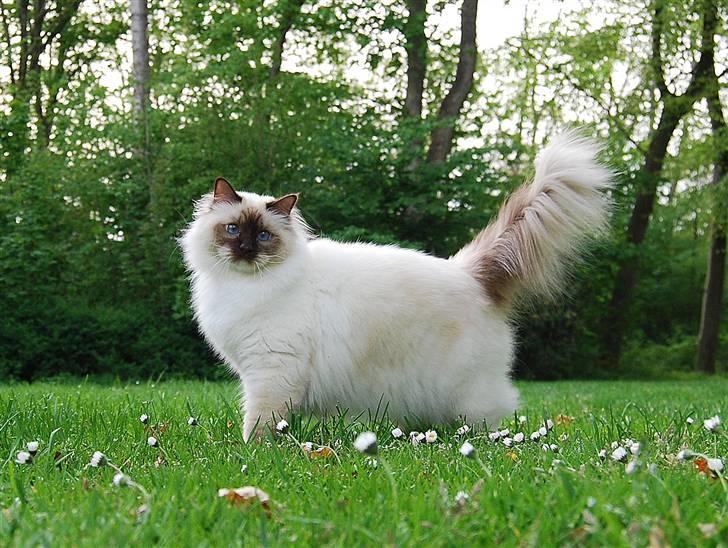 Hellig Birma Bailey's Irish Cream Song - Bamsekatten 2 år gammel.... <3 billede 2