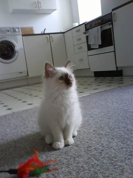 Hellig Birma Bailey's Irish Cream Song billede 3