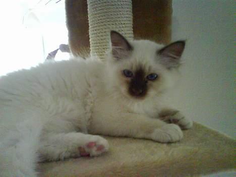 Hellig Birma Bailey's Irish Cream Song billede 4