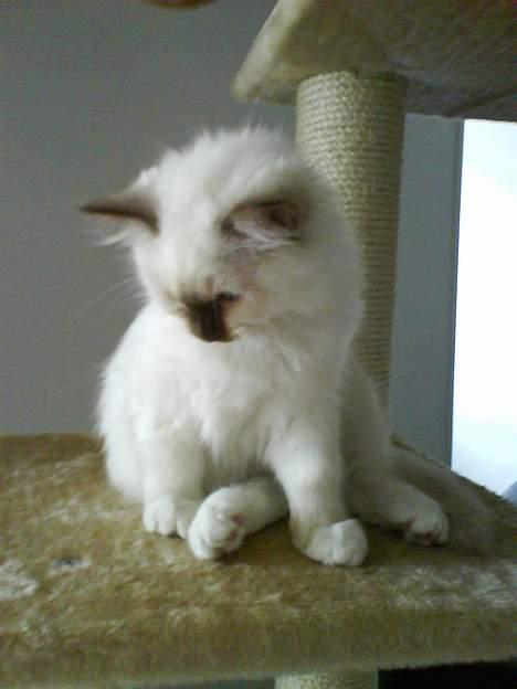 Hellig Birma Bailey's Irish Cream Song billede 5