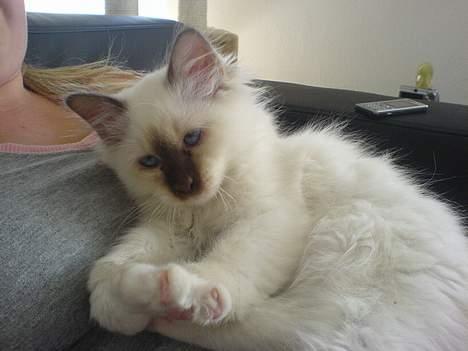 Hellig Birma Bailey's Irish Cream Song billede 6