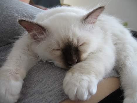 Hellig Birma Bailey's Irish Cream Song billede 7