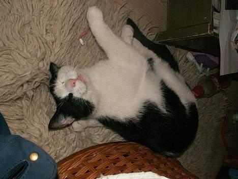 Huskat Basse RIP 2014 - sådan sover man bedst (læg mærke til det ene bagben bag hans øre) :D billede 19
