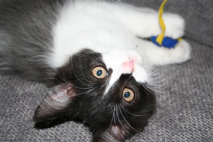 Blanding af racer Gismo - lille Gismo billede 1