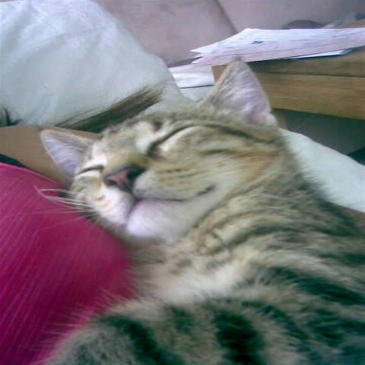 Blanding af racer Garfield r.i.p - er jeg ikke bare dejlig (: billede 1