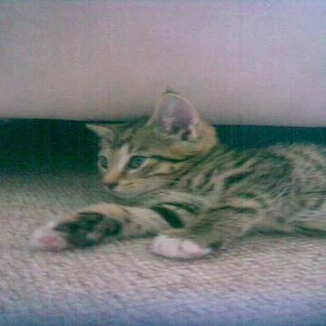 Blanding af racer Garfield r.i.p - dårlig billedkvalitet, skyldes gammel tlf. bedre billeder kommer. billede 2