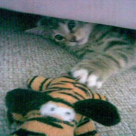 Blanding af racer Garfield r.i.p - dårlig billedkvalitet, skyldes gammel tlf. bedre billeder kommer. billede 3