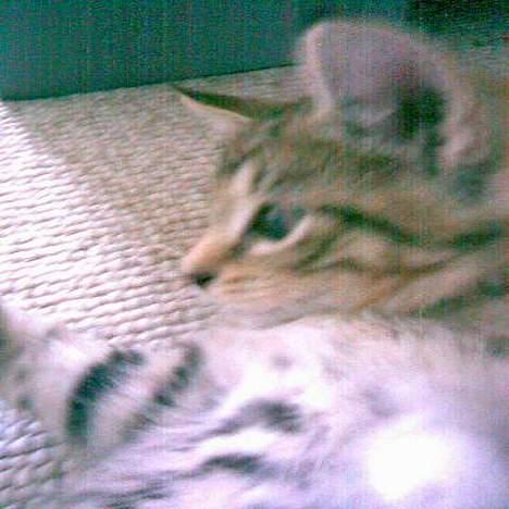 Blanding af racer Garfield r.i.p - dårlig billedkvalitet, skyldes gammel tlf. bedre billeder kommer. billede 4