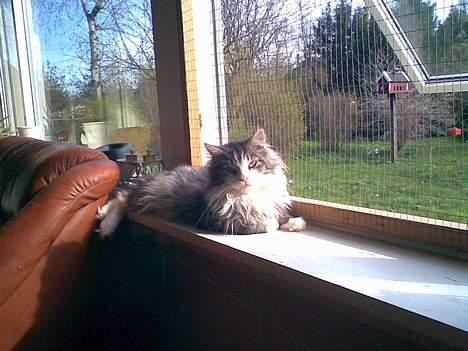 Maine Coon gallaxes galliano billede 12