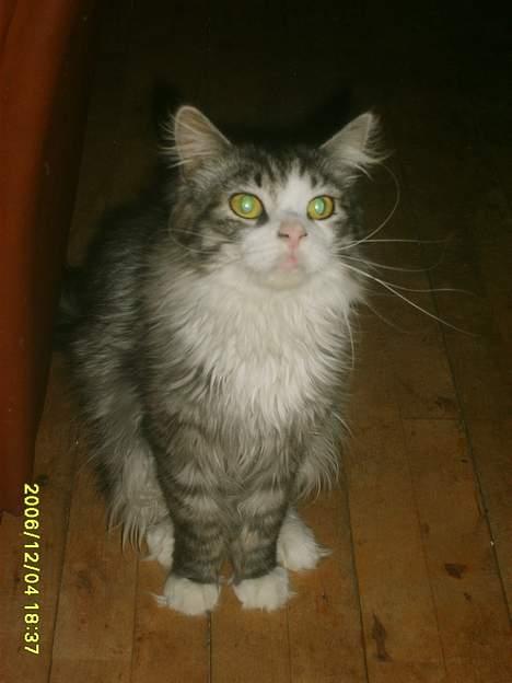 Maine Coon gallaxes galliano billede 14