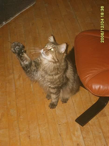 Maine Coon løvehulens mr copy  billede 9