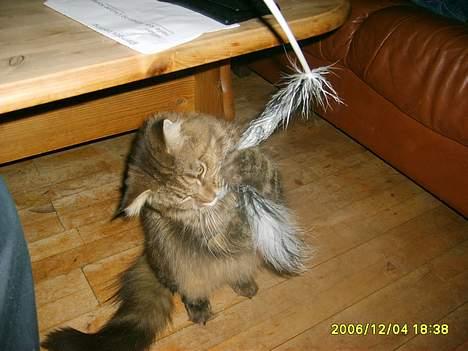 Maine Coon løvehulens mr copy  billede 10