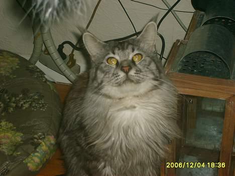 Maine Coon Scar billede 20