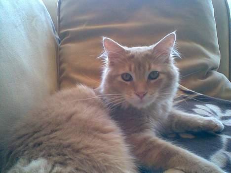 Maine Coon Aslan billede 15