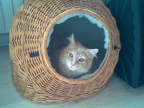 Maine Coon Aslan - løvens hule ;) billede 16