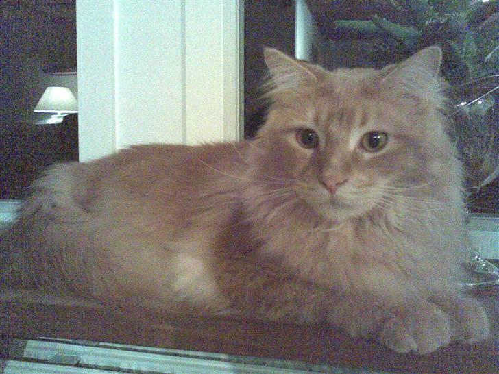 Maine Coon Aslan billede 17