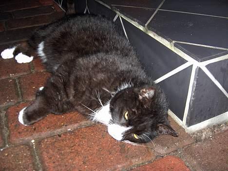 Huskat Emil - her er han igen sød er han da billede 1