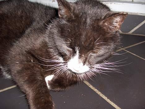 Huskat Emil - du kan se at han hader at bliver tage billede ad ham billede 2