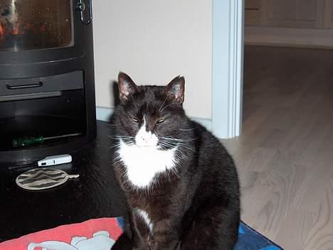 Huskat Emil - her seder han igen billede 3