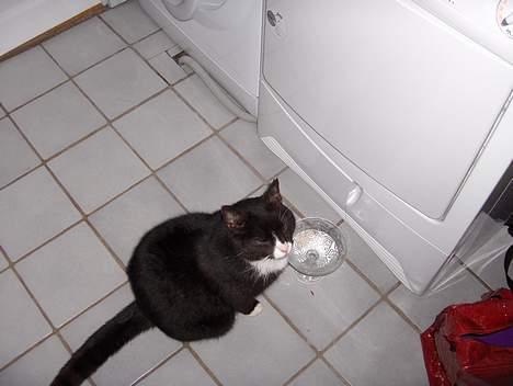 Huskat Emil - her drikker han sødt ik billede 4