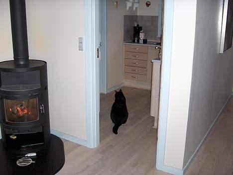 Huskat Emil - her går han  billede 5