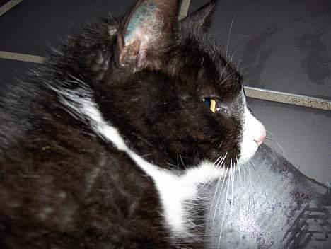 Huskat Emil - her kiki han igen billede 6