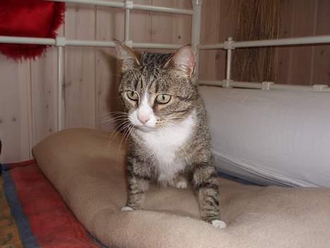 Huskat Føbus billede 5