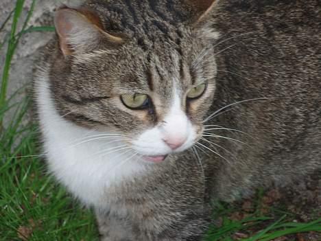 Huskat Føbus billede 6