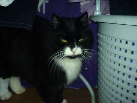 Blanding af racer oliver billede 8